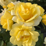 Rosa ‘isn’t She’ Collection - 9cm Pots | 3 x 9cm | Multi