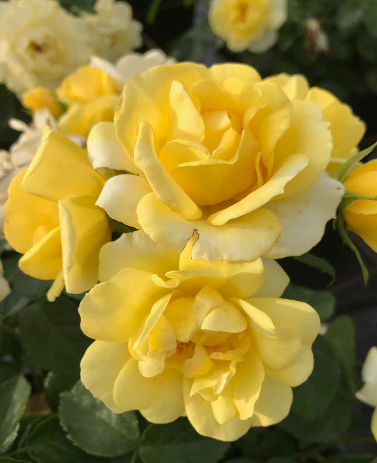 Rosa ‘isn’t She’ Collection - 9cm Pots | 3 x 9cm | Multi