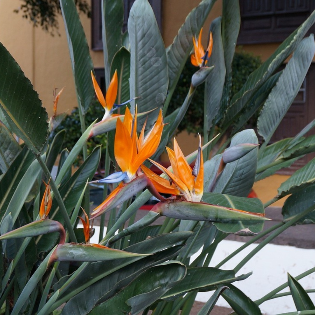Strelitzia Reginae - Bird Of Paradise - Height 80-100cm - Pot 27cm | Orange