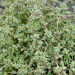 Thyme 'silver Posie' Plant | 1L