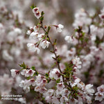 Prunus (ornamental) Cherry Kojo-no-mai 9cm Pot | Set of 3