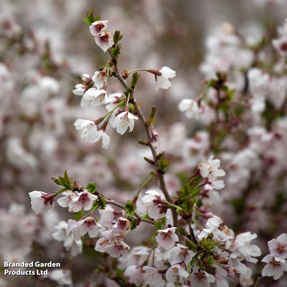 Prunus (ornamental) Cherry Kojo-no-mai 9cm Pot | Set of 3