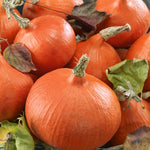Uchiki Kuri Squash Plant - Sweet Orange-fleshed Winter Squash | 6 x Jumbo Plugs | Orange