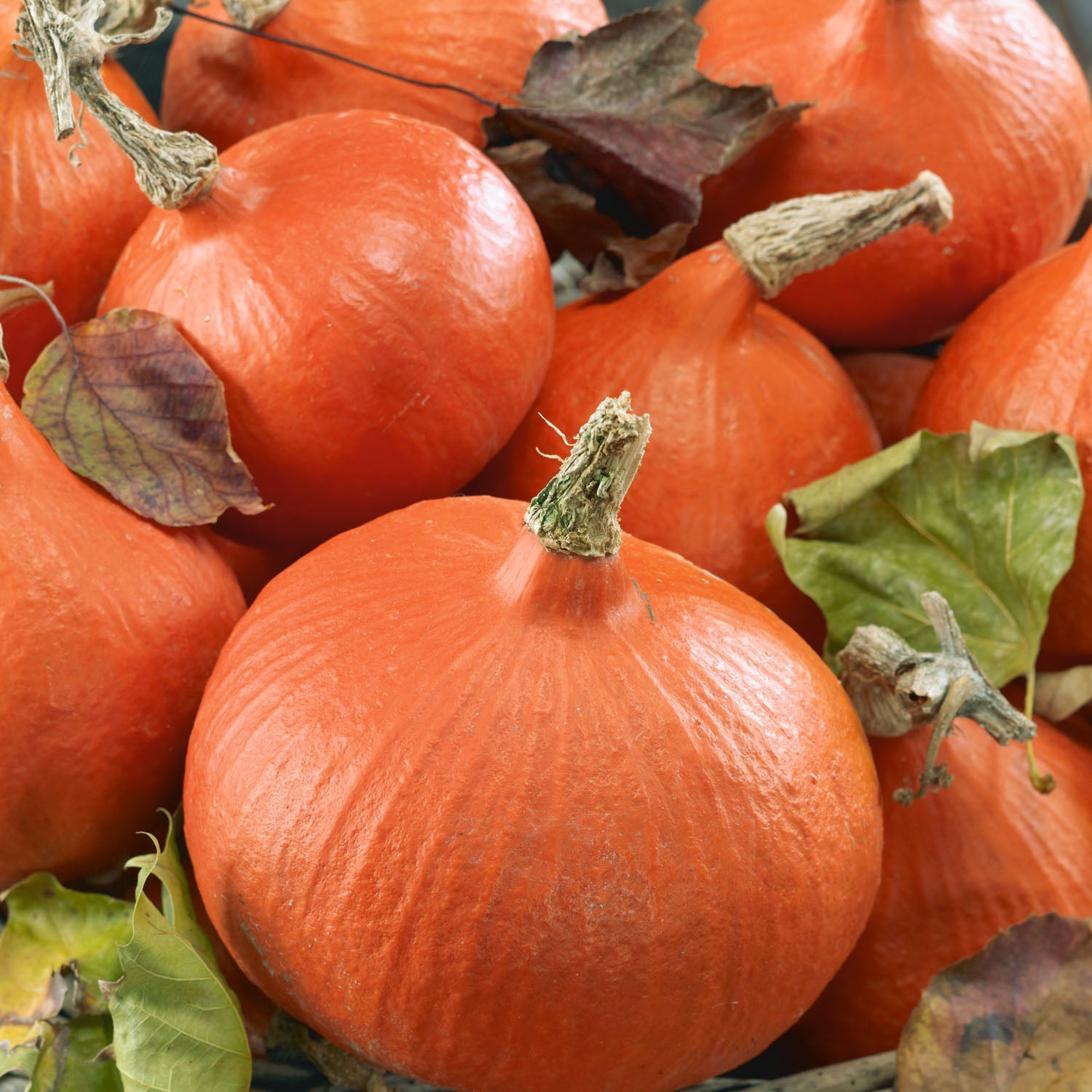 Uchiki Kuri Squash Plant - Sweet Orange-fleshed Winter Squash | 6 x Jumbo Plugs | Orange