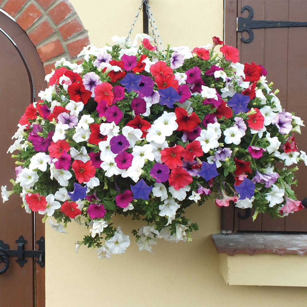 Petunia Surfinia Preplanted Hanging Basket | 25cm