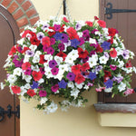 Petunia Surfinia Preplanted Hanging Basket | 35cm