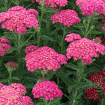 Achillea 'sassy Summer Taffy' 2l Salmon-pink Perennial | Set of 1