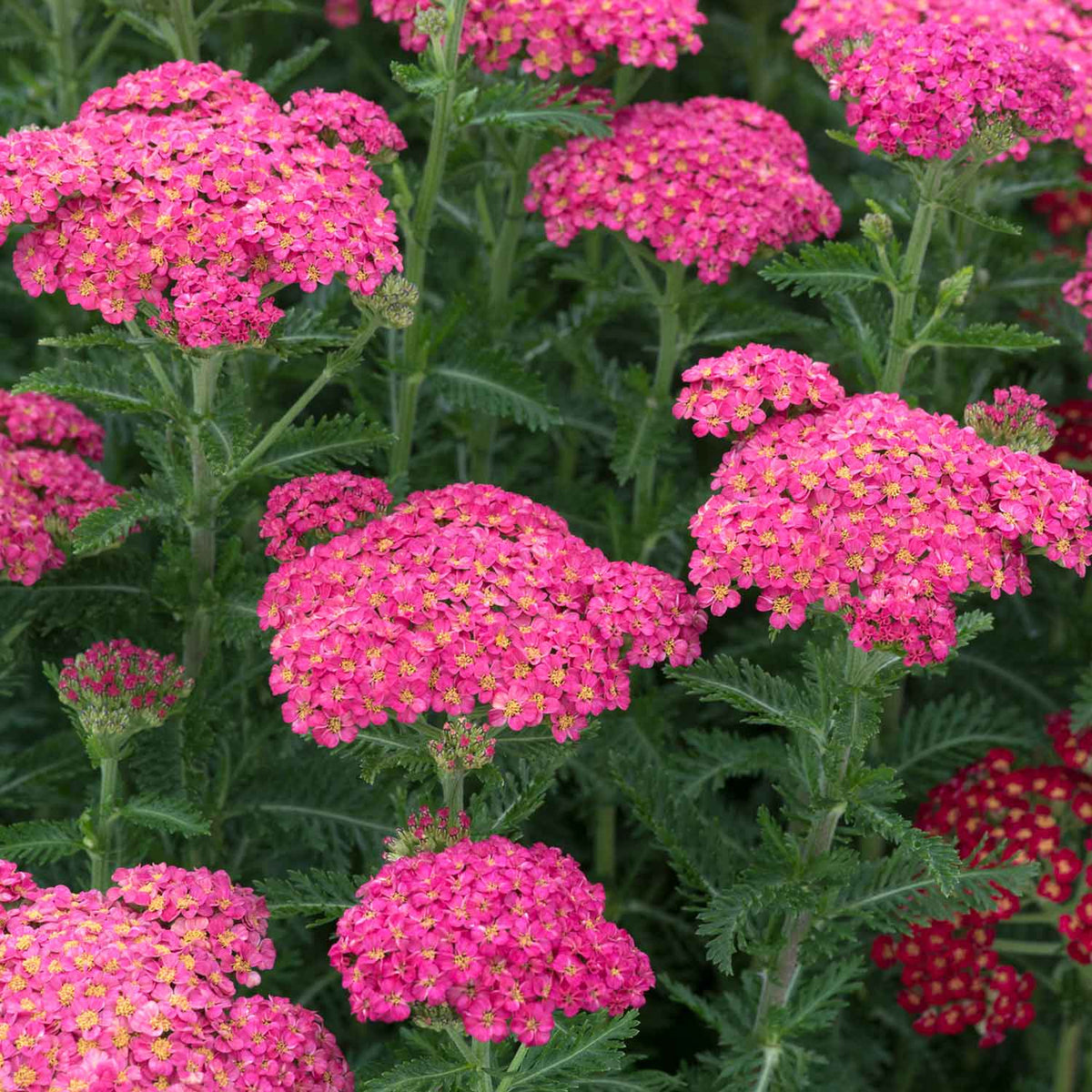 Achillea 'sassy Summer Taffy' 2l Salmon-pink Perennial | Set of 1