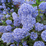 Ceanothus 'blue Mound' - Evergreen Californian Lilac, Bright Blue Flowers | 3 x 7cm Plants | Blue