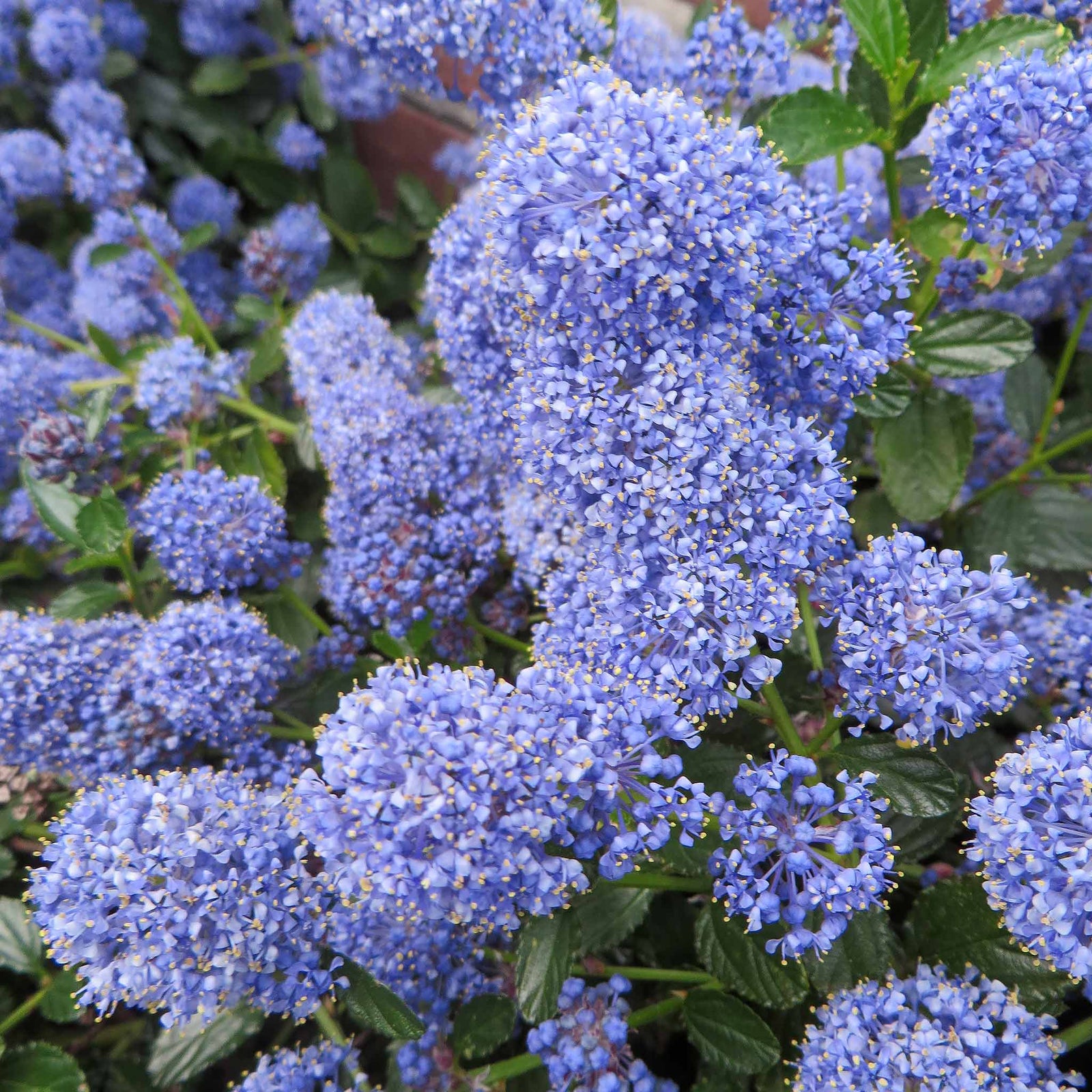 Ceanothus 'blue Mound' - Evergreen Californian Lilac, Bright Blue Flowers | 3 x 7cm Plants | Blue