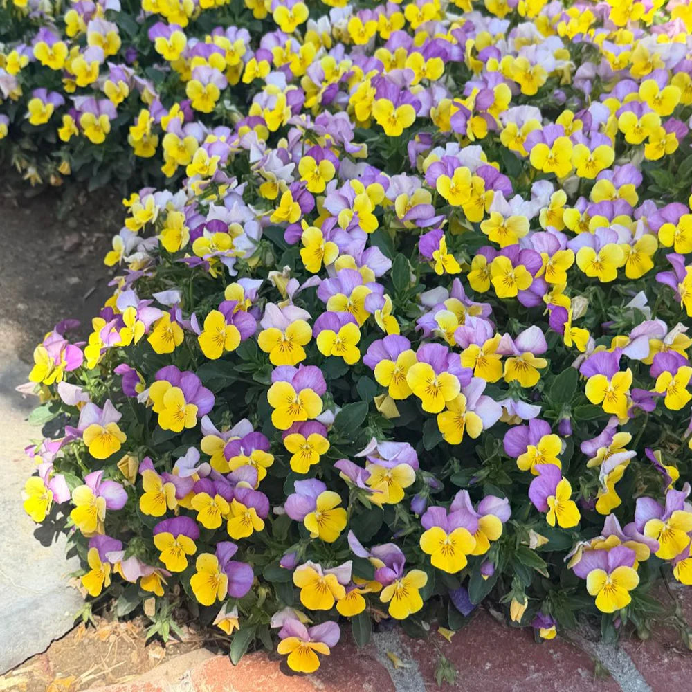Viola Sorbet Xp Yellow Pink Jump Up 24 Garden Ready Plants | 12 x Garden Ready Plugs