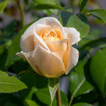 Rose 'champagne Moment' Floribunda – Rhs Agm, Rose Of The Year 2006 | 1 x Bare Root | White