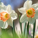 Hayloft Narcissus Pink Charm - 15 Bulbs