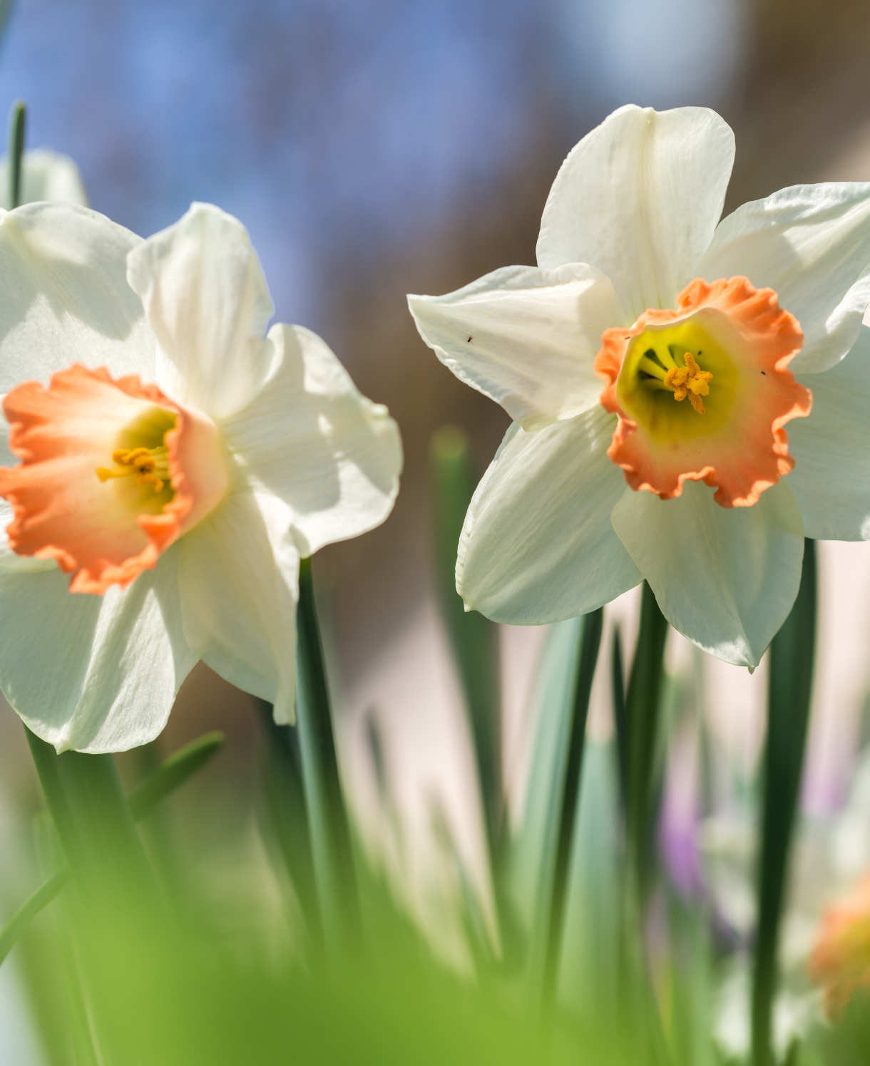 Hayloft Narcissus Pink Charm - 15 Bulbs