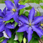 Clematis 'Rhapsody' - Bold and eye-catching - 7cm pot | 1 x 7cm | Dark Purple