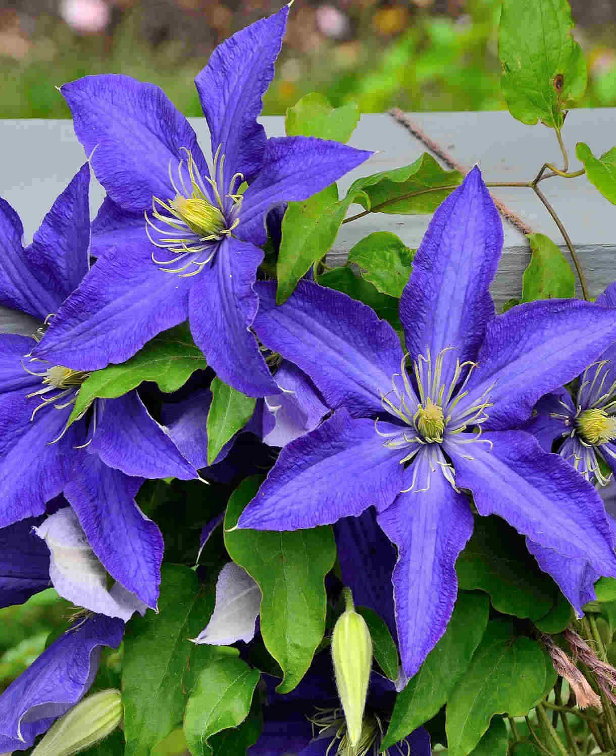 Clematis 'Rhapsody' - Bold and eye-catching - 7cm pot | 1 x 7cm | Dark Purple