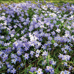 Ipheion Mix Bulbs | 80 x Bulbs