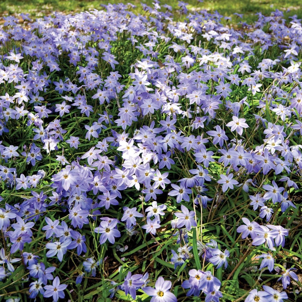 Ipheion Mix Bulbs | 80 x Bulbs