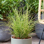 Miscanthus 'little Tiger' Dwarf Ornamental Grass | 1 x 9cm