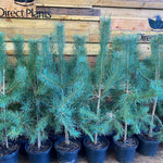 Scots Pine Tree Pinus Sylvestris 3ft Large Tree Supplied In A 7.5 Litre Pot