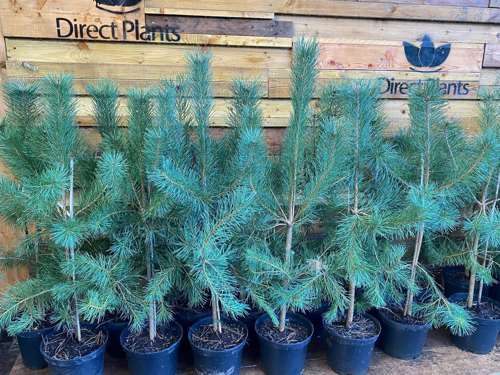 Scots Pine Tree Pinus Sylvestris 3ft Large Tree Supplied In A 7.5 Litre Pot