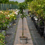 Apple 'mcintosh' - Columnar Patio Apple Tree | 1 x Tree