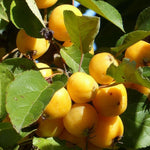 Malus Butterball Crab Aplle Fruit Tree 4-5ft Tall