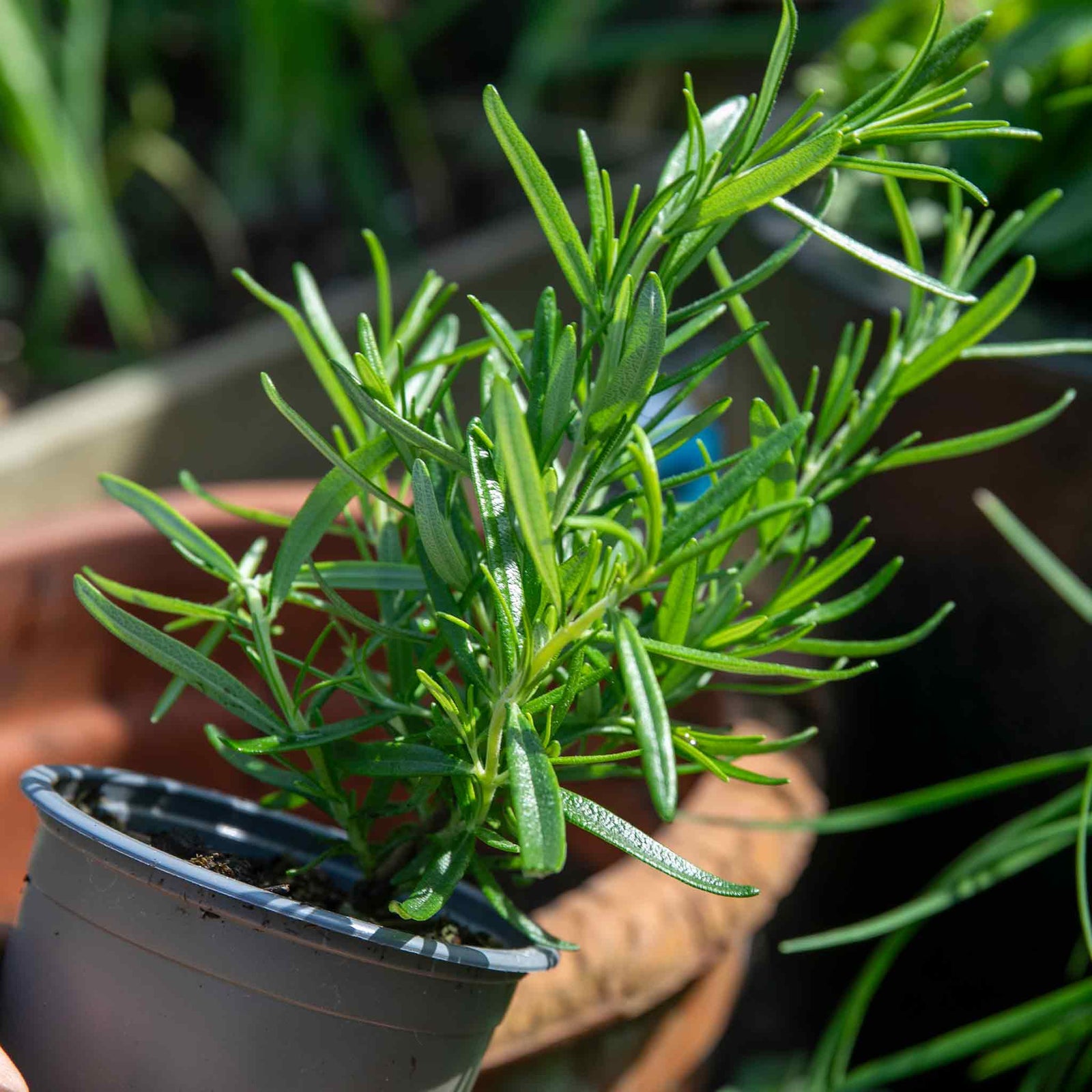 Rosemary 'upright' - Hardy Aromatic Herb | 9 x 9cm | Purple
