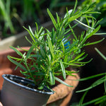 Rosemary 'upright' - Hardy Aromatic Herb | 3 x Plug Plants | Purple