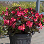 Begonia 'megawatt Rose With Bronze Leaf' - Long-flowering Bedding Plant | 6 x Plug Plants | Multi