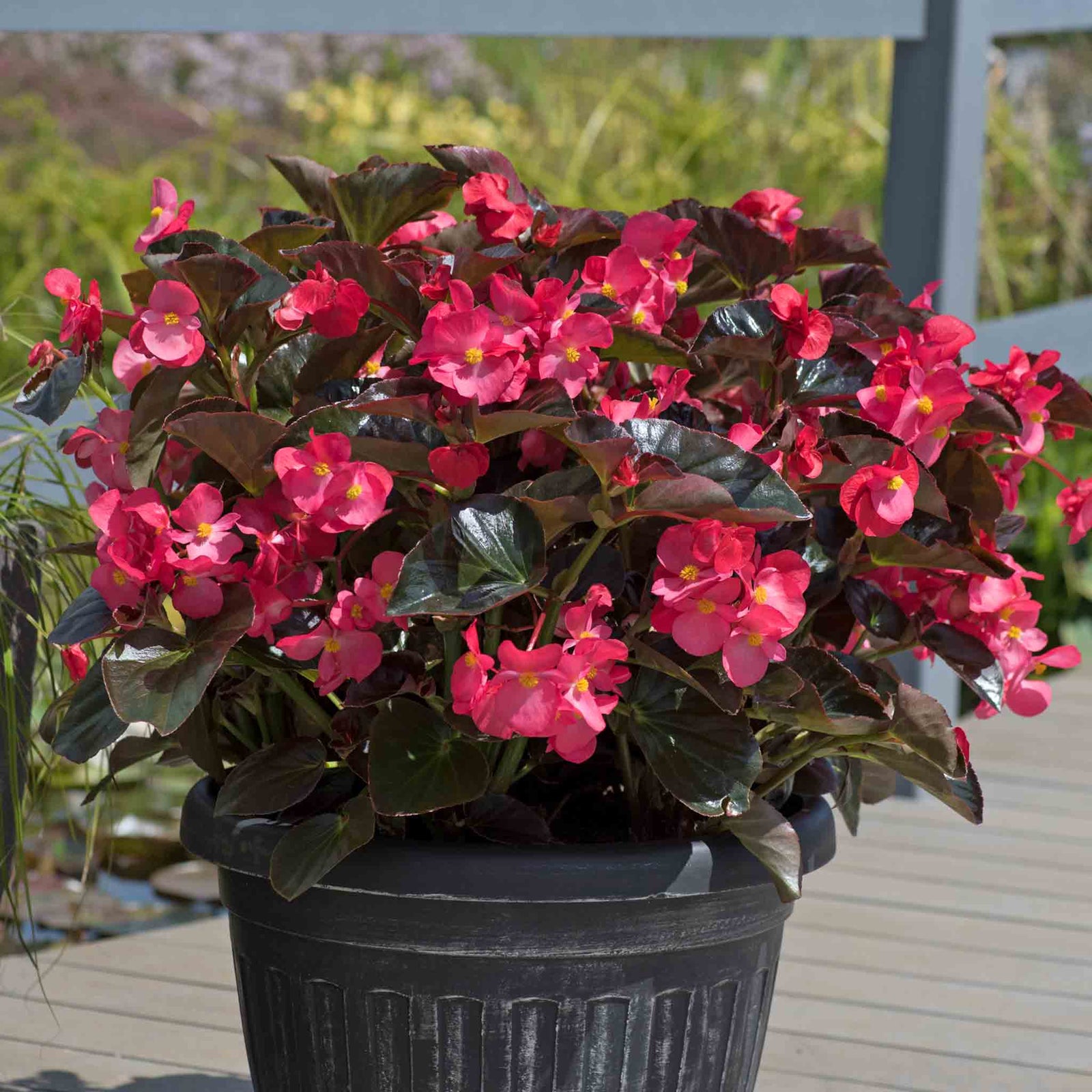 Begonia 'megawatt Rose With Bronze Leaf' - Long-flowering Bedding Plant | 12 x Plug Plants | Multi