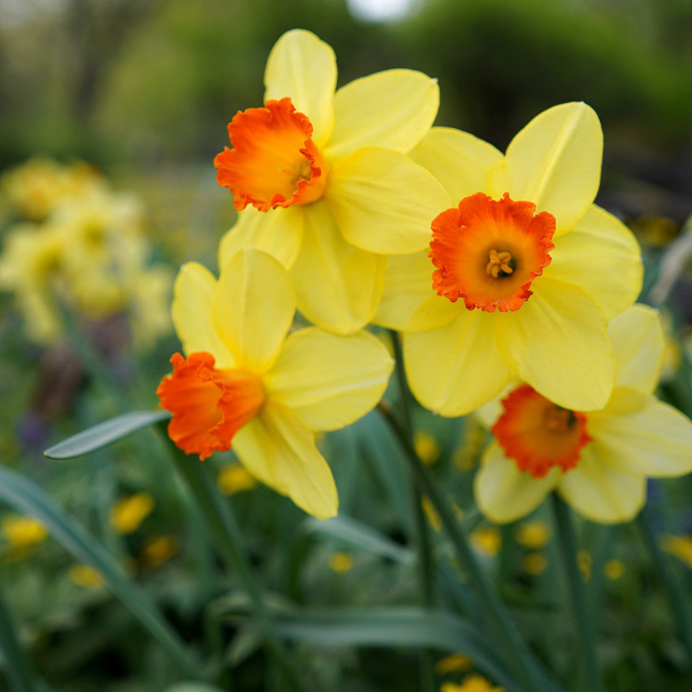 Hayloft Container Perfect Narcissus Collection - 45 Bulbs (15 of each)