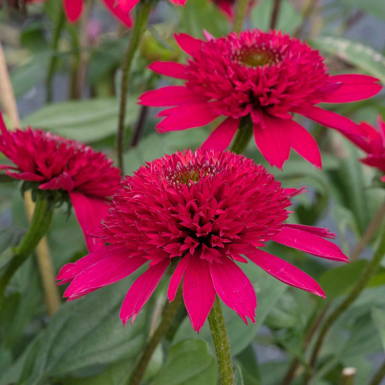 Echinacea 'sunny Days Ruby' - Compact Ruby-red Perennial | Set-of-1 | Ruby Red