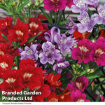Thompson & Morgan Alstroemeria 'tree Everest Mix' - 3 Plants
