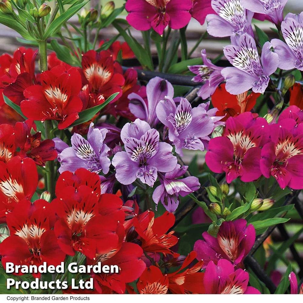 Thompson & Morgan Alstroemeria 'tree Everest Mix' - 3 Plants