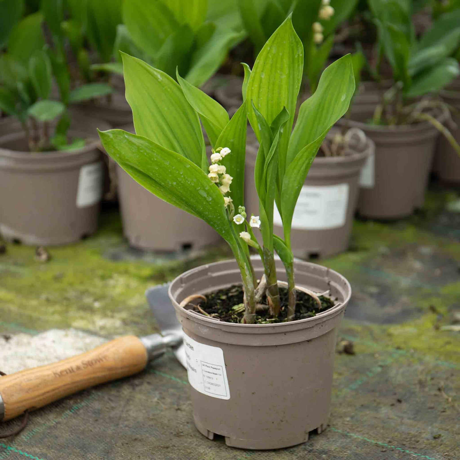 Lily Of The Valley (convallaria Majalis) - Hardy Fragrant Perennial | 3 x 9cm | Multi
