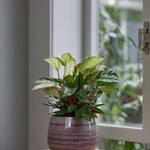Never Never Plant - Ctenanthe 'amagris' - Height 20-30cm - ⌀12cm | Set of 1 | Green