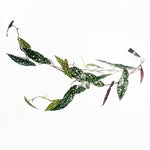 Artificial 110cm Trailing Hanging Begonia Maculata Spotted Plant Realistic