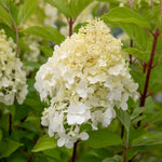 Hydrangea 'hercules' Enormous 40cm Flowerheads | 1 x 3L | Green