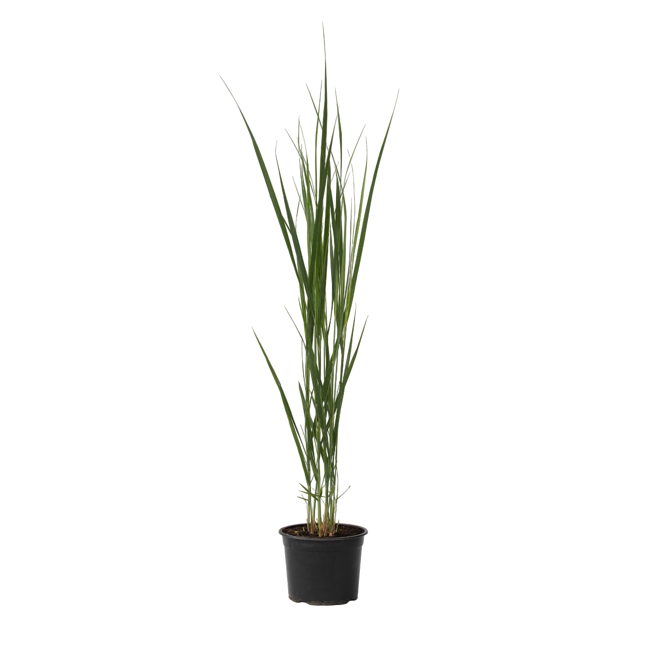 Switch Grass - Panicum Virgatum 'northwind' - Height 40-60cm - ⌀23cm | Set-of-1 | Green