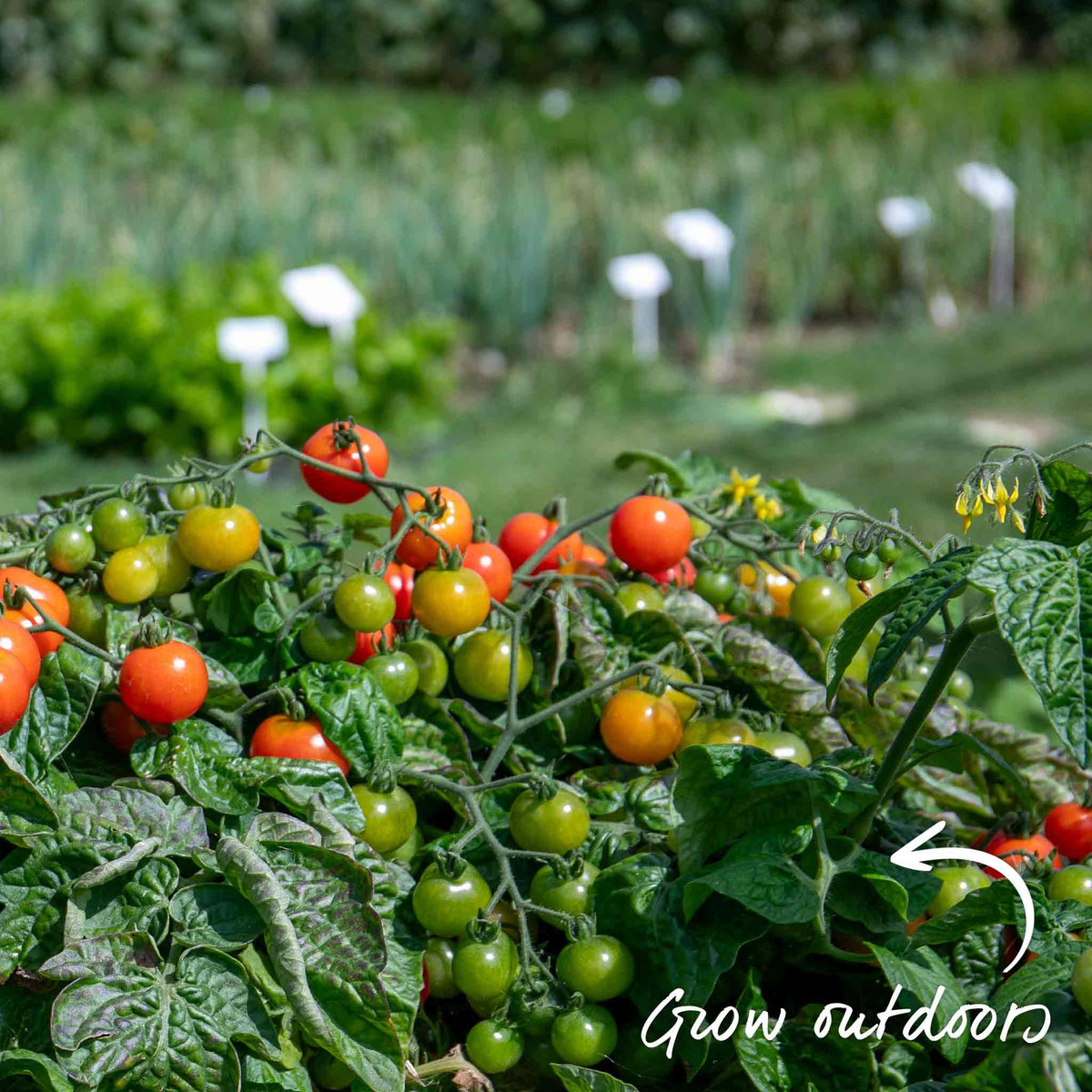 Bush Tomato 'super Marmande' Beefsteak Red Semi-determinate Jumbo Plugs | Set of 6 | Red
