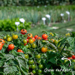 Outdoor Tomato Collection – 3 Varieties (paoline, Tumbling Tom, Super Marmande) Jumbo Plugs | Set of 6 | Red