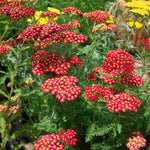 Classic Cottage Garden Border Collection - 2l Garden Ready Pots. | Set-of-6 | Multi