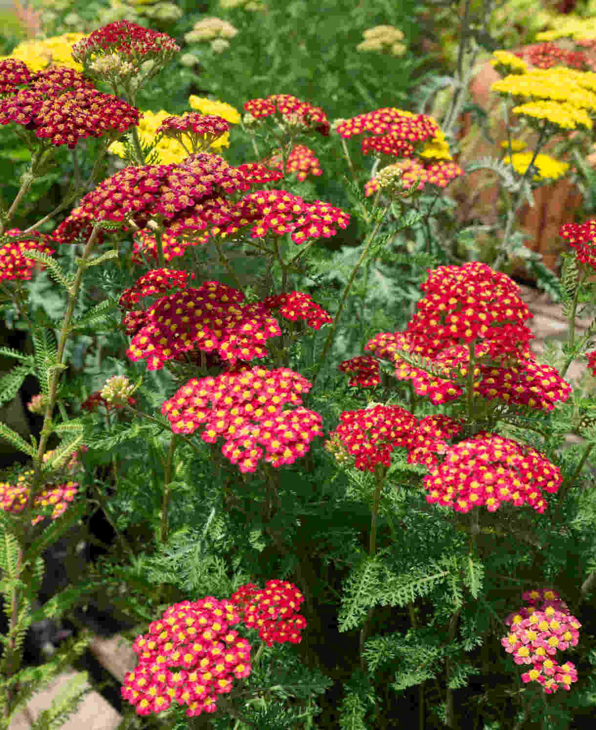 Classic Cottage Garden Border Collection - 2l Garden Ready Pots. | Set-of-6 | Multi