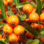 Pyracantha Orange Glow Evergreen Garden Shrubs Pack Of 3