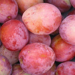 Direct Plants Dwarf Patio Miniature Victoria Plum Fruit Tree 3-4ft Supplied In A 5 Litre Pot