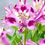 Perfect Alstroemeria Collection - Set Of 3 Compact Plants, Perfect For A Patio Display