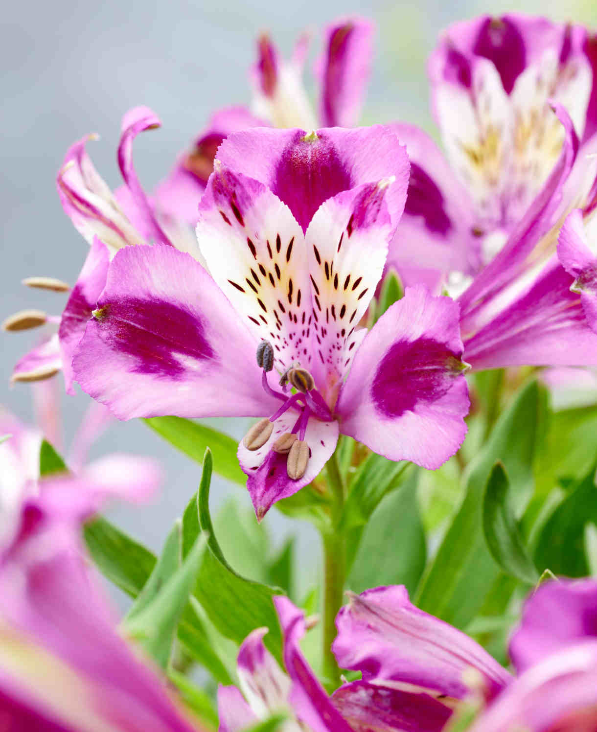 Perfect Alstroemeria Collection - Set Of 3 Compact Plants, Perfect For A Patio Display