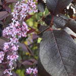 Direct Plants Prunus Padus Colorata Purple Leaf Flowering Cherry Tree 6ft Supplied In A 7.5 Litre Pot