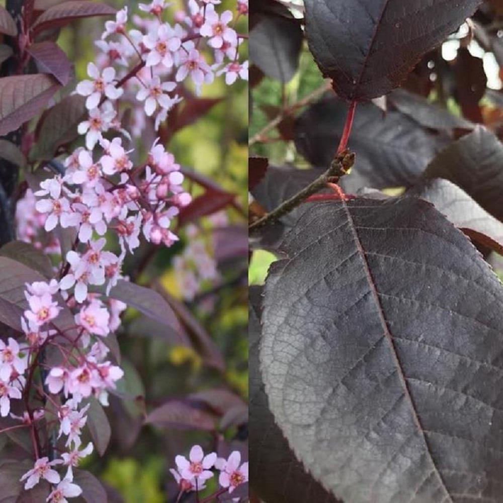 Direct Plants Prunus Padus Colorata Purple Leaf Flowering Cherry Tree 6ft Supplied In A 7.5 Litre Pot